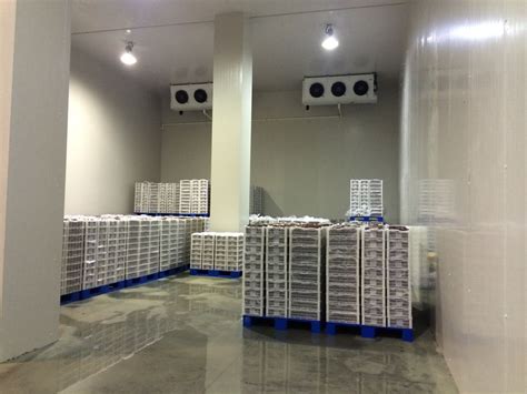 内江蔬菜保鲜冷库建造用于储藏生姜要注意哪些？
