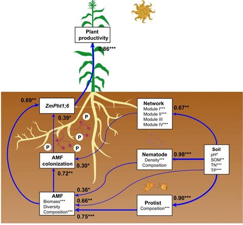 成都生物所在亚高山针叶林菌根--土壤互作过程研究中获进展----成都生物研究所