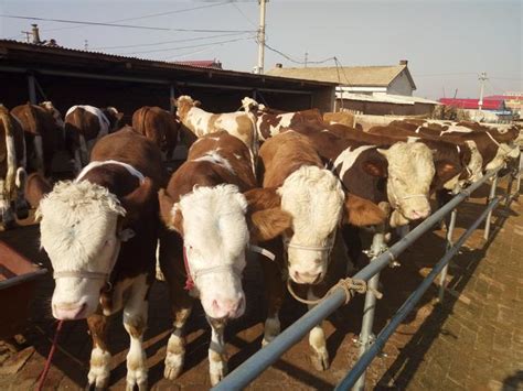 开封通许邸阁乡：金融助力肉牛养殖 让养牛户真正“牛”起来|合作社|产业|肉牛_新浪新闻