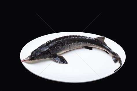 鲟鱼的种类品种分类大全图片详解_鱼之谈_鱼花网
