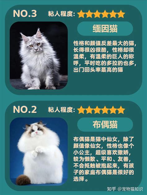 十大粘人的宠物：松鼠排第四，宠物猫狗排前两名(2)_巴拉排行榜