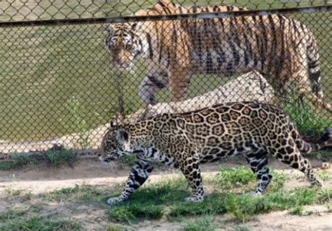 为什么说美洲豹更应该叫美洲虎？看外型明显是豹子啊，和老虎长得差远了。？ - 知乎