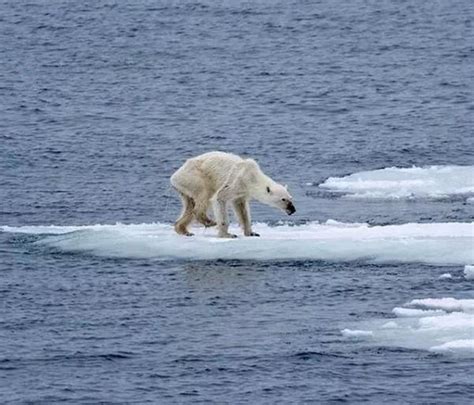 破冰船被困北极，食物不足成为了船员的难题，迟迟不见救援_腾讯视频