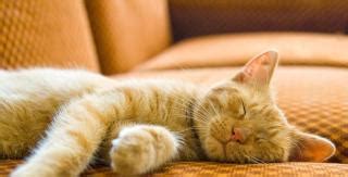 猫咪睡觉会打呼噜吗？发出“咕噜噜”的声音是为什么？看了就知道|猫咪|声带|喉腔_新浪新闻