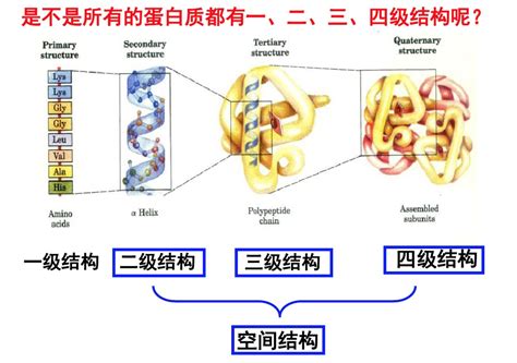 蛋白质的结构组织层次 - 知乎
