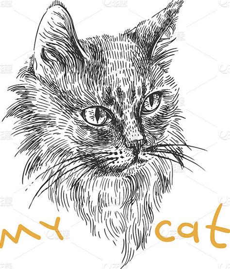 猫的素描头像图片