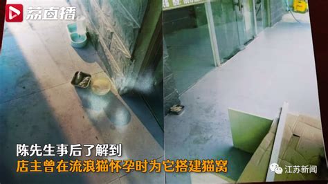 男子被流浪猫抓伤，状告给猫搭窝的店主！法院这样判……