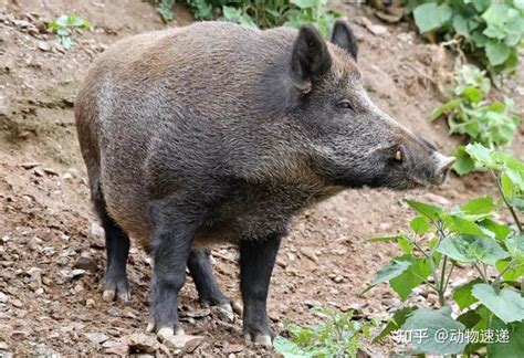 一只普通的野猪站在一个土丘上高清图片下载-正版图片503914995-摄图网