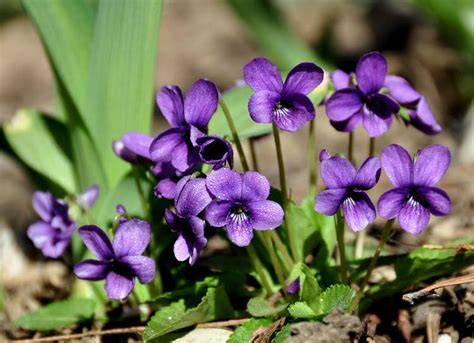 唯美紫花地丁如何养护？紫花地丁的养殖方法及注意事项-绿宝园林网