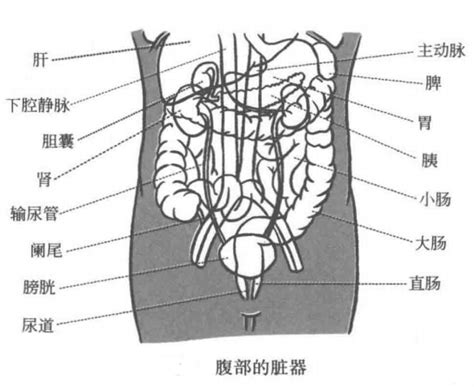 腹部的解剖特点及脏器分布_腹针_中医中药网