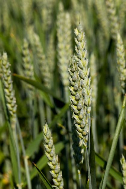 Un campo agrícola donde se cultiva trigo. | Foto Premium