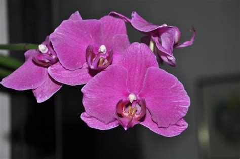 高清晰紫色兰花壁纸-欧莱凯设计网