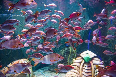 全国首家湄公河流域淡水鱼水族馆开业