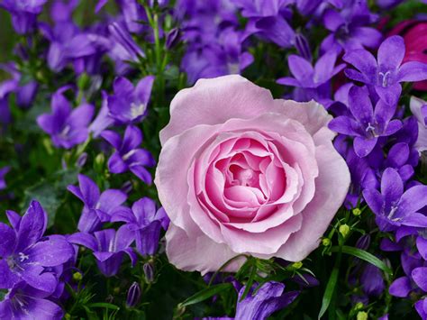紫色花丛中的玫瑰摄影高清图片 - 三原图库