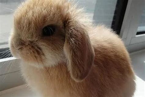 垂耳兔的饲养方法 垂耳兔吃什么食物最好 - 动物健康 - 每天一个健康小知识