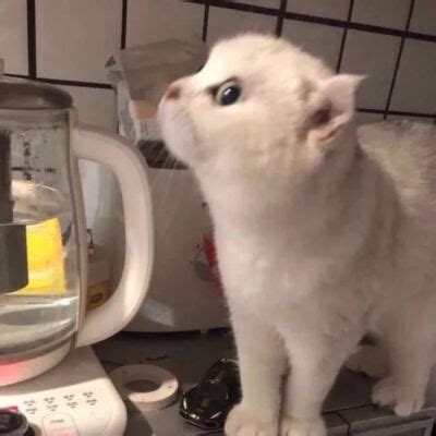 猫狗头像非主流