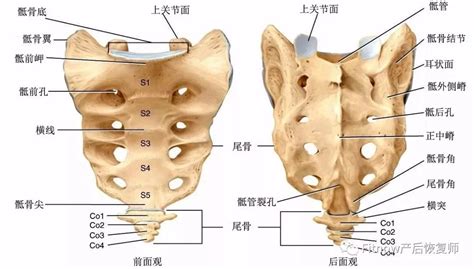11.骶骨 (后面观)-系统解剖学-医学