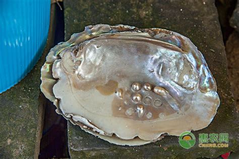 淡水多珠蚌批发5-10年鲜活河蚌活体珍珠蚌组合蚌养殖贝壳空蚌补-阿里巴巴