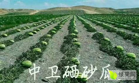 沙坡头西瓜 中国最大的绿色压沙瓜基地 - 绿果网