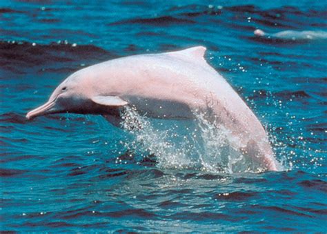 中华白海豚是一种怎样的动物，它们的现状如何？