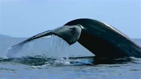 经常浮出水面呼吸的鲸鱼，却在海里睡觉，为什么它不会被憋死？_睡眠_鼻孔_抹香鲸