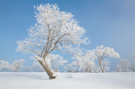 喀纳斯冬季雪路高清图片下载-正版图片500420986-摄图网