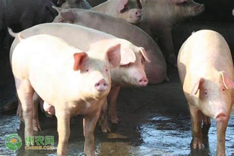 养猪自配猪饲料那一种方法对养猪更科学，更有利，收益最大呢？ - 知乎