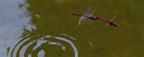 蜻蜓为什么要点水 - 业百科