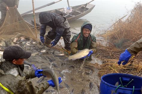 冬季捕鱼正当时 两水产业促增收安徽省华阳河农场