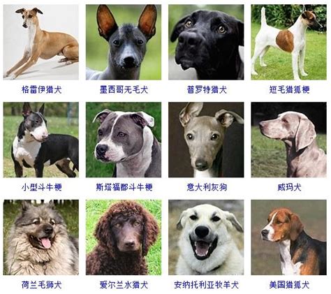 如何给狗狗起名字，六种常见狗狗起名方法，让你起好名字_主人