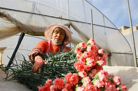 2021-2027年中国花卉行业发展现状调查及市场分析预测报告_智研咨询