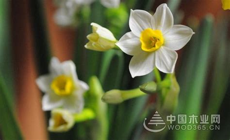 水仙花怎么养_水仙花的养殖方法和注意事项-中国木业网