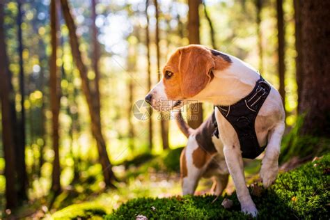 在阳光明媚的秋天森林里一只小狗警示着猎犬在寻找气味听着树林的声音猎犬概念阳光明媚的秋天森林里听着树的声音高清图片下载-正版图片 ...