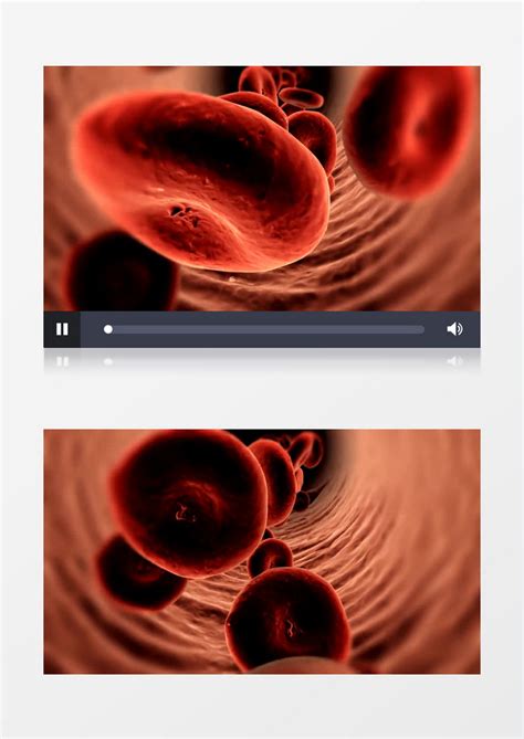 显微镜下血管里流动的血红细胞模板下载_血管_图客巴巴