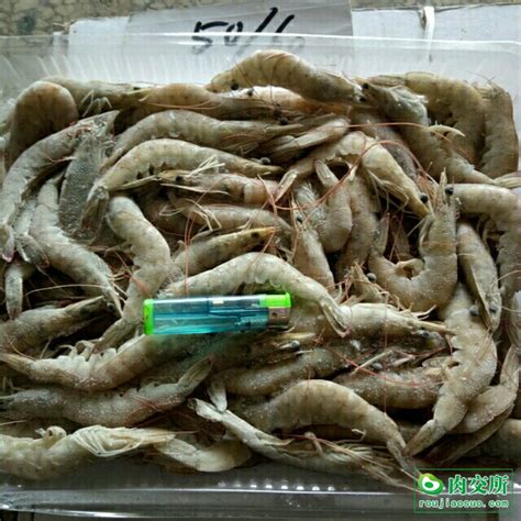 批发青岛特产野生蛎虾小红虾新鲜海水虾鲜甜剑虾 火锅海鲜食材-阿里巴巴