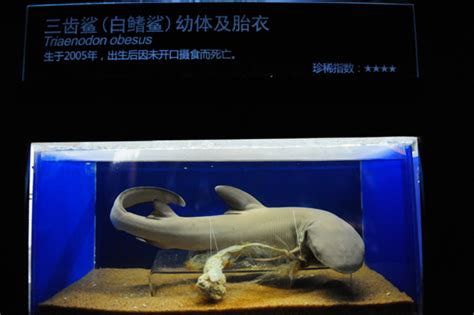 海底小精灵图片