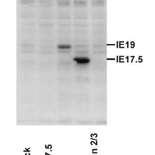 Repression of IE72 and IE86 by IE19 and IE17.5. (A) CV-1 cells were ...