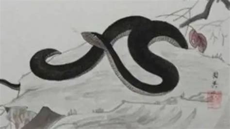 80后女子在家养7000条蛇 上演“美女与蛇”的故事-搜狐大视野-搜狐新闻