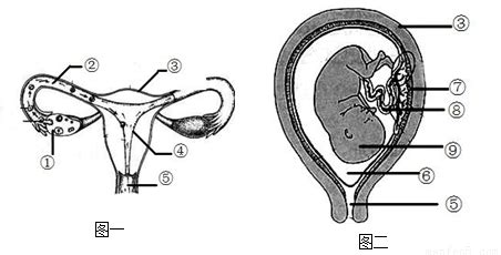 妇产科学——女性生殖系统解剖ppt模板_卡卡办公