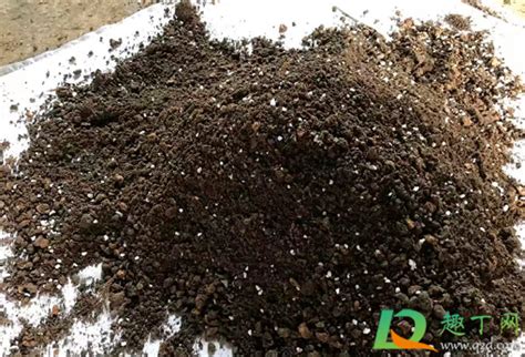 营养土是直接用还是掺着用-营养土怎么用比较好-趣丁网
