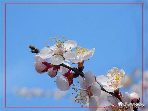 杏花，就是最美的春日诗词 - 知乎