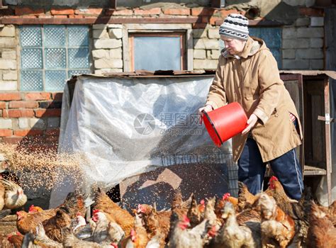 女人在农场用一桶谷物喂鸡高清图片下载-正版图片503414976-摄图网