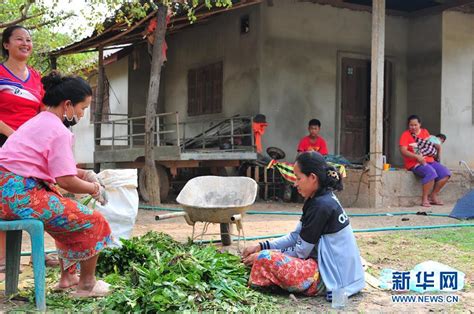 蔬菜基地诞生记——中国技术让老挝首都郊区农户受益匪浅_光明网