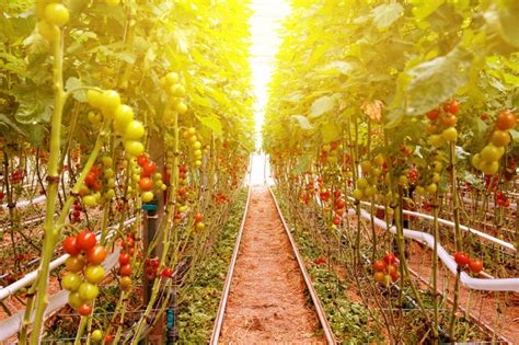 阳台西红柿的种植步骤 - 花百科