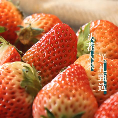 草莓新鲜奶香草莓免洗水果顺丰包邮超大鲜草莓非丹东99草莓礼盒