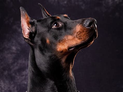 非主流头像杜宾犬