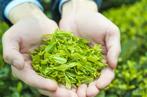 绿色茶图片