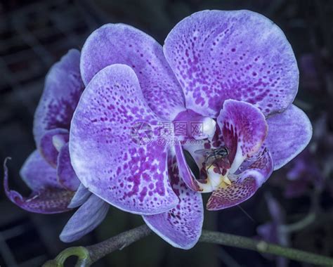 紫兰花植物高清图片下载-正版图片505896696-摄图网