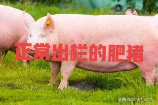 猪肋排多少钱一斤（猪涨价了揭秘） - 科技田(www.kejitian.com)