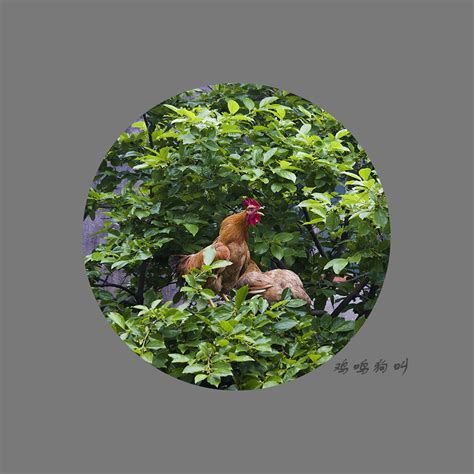 【鸡鸣狗叫摄影图片】浙江象山生态摄影_太平洋电脑网摄影部落